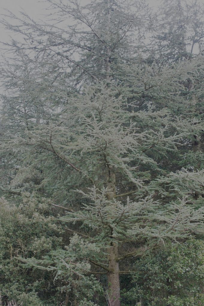 apache palace serie photo documentaire contemporary photographic analog nikon canon in frame inframe elise boularan interview nature element