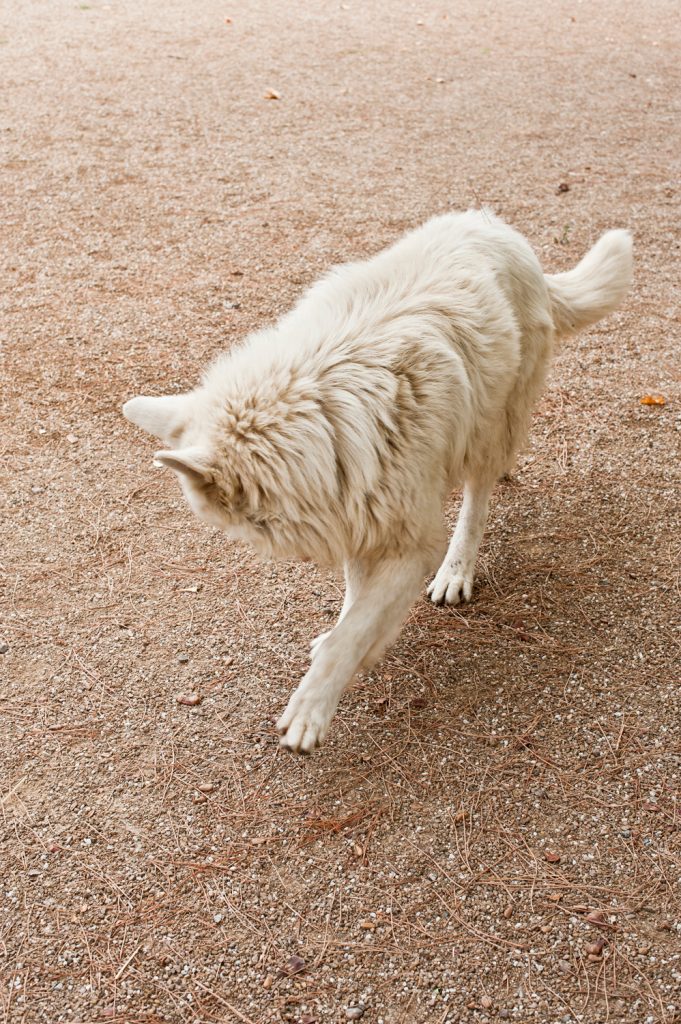 apache palace serie photo documentaire contemporary photographic analog nikon canon in frame inframe elise boularan interview nature element