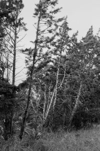 apache palace serie photo documentaire contemporary photographic analog nikon canon in frame inframe elise boularan interview nature element